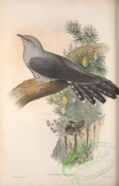 cuckoos-00133 - 067-Common Cuckoo, cuculus canorus