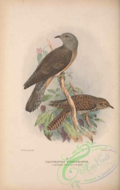 cuckoos-00138 - 005-Square-tailed Cuckoo, cacomantis pyrrophanus