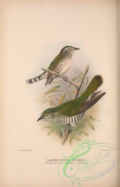 cuckoos-00142 - 009-Broad-billed Bronze Cuckoo, lamprococcyx lucidus