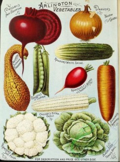 cucumber-00043 - 045-Beet, Crookneck Squash, Corn, Pea, Cucumber, Onion, Carrot, Cabbage, Sea Foam