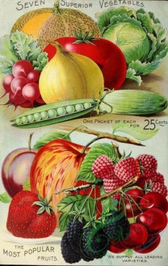 cucumber-00060 - 026-Harvest, Berries, Raspberry, Cherry, Blackberry, Apple, Strawberry, Plum, Onion, Tomato, fruits, vegetables, Radish, Cabbage, Cucumber, Musk Melon