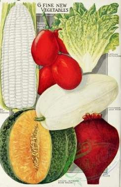cucumber-00067 - 007-Corn, Lettuce, Cucumber, Musk Melon, Beet