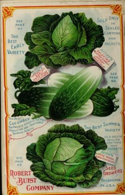 cucumber-00115 - 047-Cabbage, Cucumber