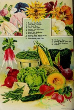 cucumber-00137 - 014-Flowers, vegetables, Radish, Cucumber, Beet, Onion, Pea, Musk melon, Squash, Tomato, Corn, Nasturtium