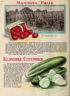 cucumber-00174 - 076-Tomato, Cucumber