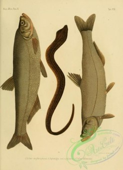 cyprinids-00006 - 008-Predatory Carp, culter erythropterus, Asian Swamp Eel, apterigia saccogularis, culter alburnus