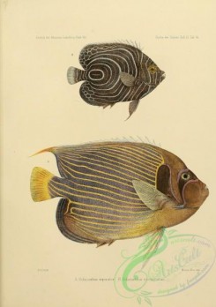 cyprinids-00008 - 031-holacanthus imperator, Emperor Angelfish