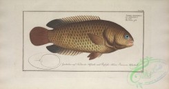 cyprinids-00058 - Tortoise-fish, anthias testudineus