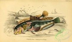 cyprinids-00127 - Butterfly Fish, Gattoruginous Blenny