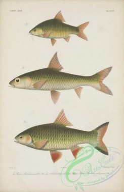 cyprinids-00196 - 033-puntius maculatus, albulichthys albuloides, puntius rubripinnis