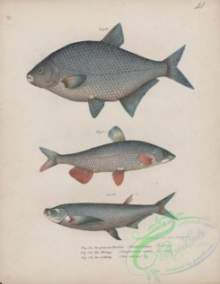 cyprinids-00222 - 009-Freshwater Bream, abramis brama, Common Nase, chondrostoma nasus, chela cultrata