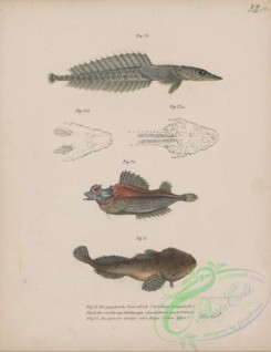 cyprinids-00223 - 018-oplichtys langsdorfii, Fourhorn Poacher, aspidophorus quadricornis, Bullhead, cottus gobio