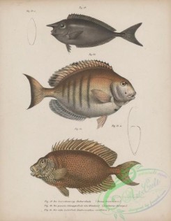 cyprinids-00225 - 028-Spotted Unicornfish, naseus brevirostris, Doctorfish, acanthurus chirurgus