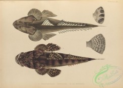 cyprinids-00234 - 025-Bartail Flathead, platycephalus insidiator, Crocodile Flathead, platycephalus guttatus
