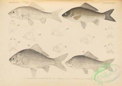cyprinids-00237 - 115-carassius langsdorffii, Goldfish, carassius burgeri, carassius covieri, Goldfish, carassius grandoculis