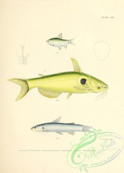cyprinids-00245 - 012-Greenstripe Barb, puntius vittatus, Gnther'S Catfish, pseudobagrus chryseus, hara malabarica