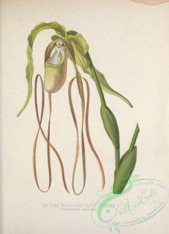 cypripedium-00291 - Long tailed Lily Lady's Slipper, cypripedium candatum