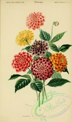 dahlia-00134 - Dahlia bouquet