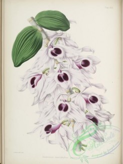 dendrobium-00018 - dendrobium macrophyllum giganteum