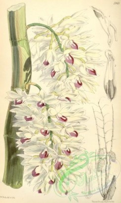 dendrobium-00085 - Dendrobium amethystoglossum