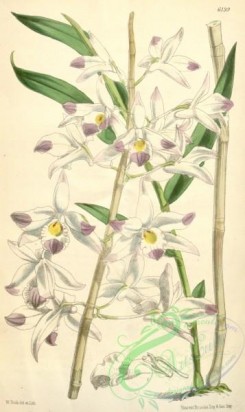 dendrobium-00086 - Dendrobium amoenum