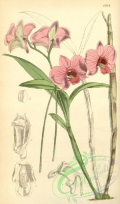 dendrobium-00098 - Dendrobium bigibbum