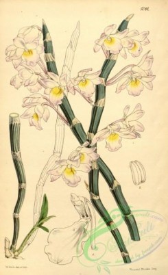 dendrobium-00106 - Dendrobium crepidatum