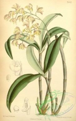 dendrobium-00125 - Dendrobium gracilicaule