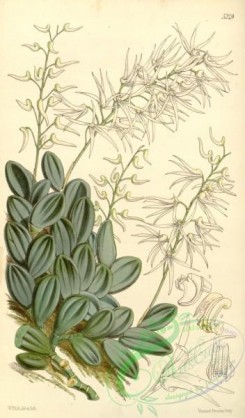 dendrobium-00138 - Dendrobium linguiforme