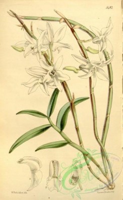 dendrobium-00144 - Dendrobium moniliforme (as Dendrobium japonicum)