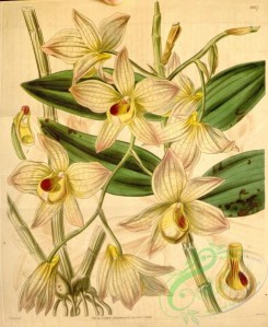 dendrobium-00146 - Dendrobium moschatum