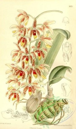 dendrobium-00147 - Dendrobium munificum