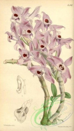 dendrobium-00150 - Dendrobium parishii