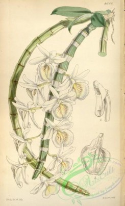 dendrobium-00152 - Dendrobium polyanthum (as Dendrobium cretaceum)