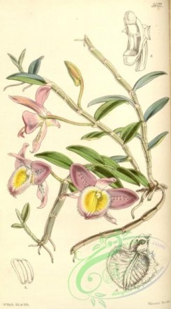 dendrobium-00154 - Dendrobium pulchellum