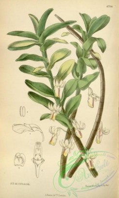 dendrobium-00156 - Dendrobium revolutum