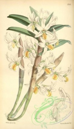 dendrobium-00160 - Dendrobium scabrilingue (as Dendrobium hedyosmum)
