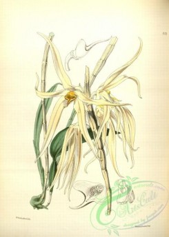 dendrobium-00215 - dendrobium amboinense, Long-petaled Amboyna Dendrobium
