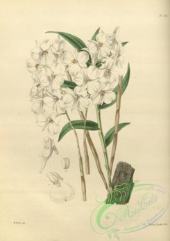 dendrobium-00216 - dendrobium barbatulum, Bearded-lipped Dendrobium