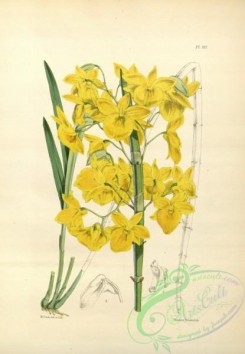 dendrobium-00220 - dendrobium dixanthum, Double-tinted yellow Dendrobium