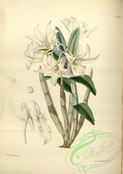dendrobium-00221 - dendrobium eburneum, Ivory-flowered Dendrobium