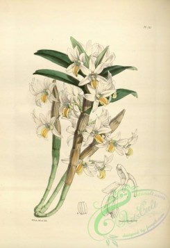 dendrobium-00224 - dendrobium hedyosmum, Sweet-scented Dendrobium
