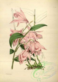 dendrobium-00230 - dendrobium maccarthiae, Mrs MacCarthy's Dendrobium