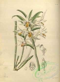 dendrobium-00233 - dendrobium xanthophlebium, Yellow-veined Dendrobium
