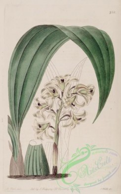 dendrobium-00240 - Xylobium squalens (as Dendrobium squalens) - Bot. Reg. 9 pl. 732 (1823)