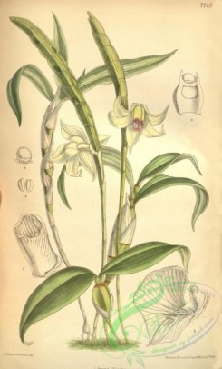 dendrobium-00242 - Dendrobium lacteum (as Dendrobium inaequale)