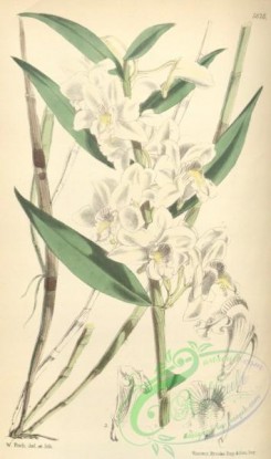 dendrobium-00243 - Dendrobium lasioglossum
