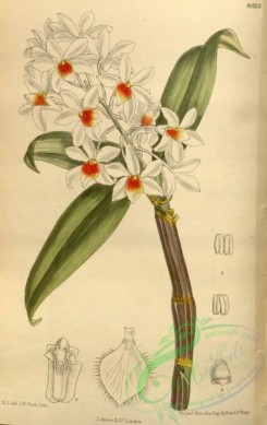 dendrobium-00257 - Dendrobium palpebrae 142-8683