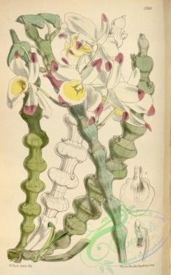 dendrobium-00259 - Dendrobium pendulum (as Dendrobium crassinode)