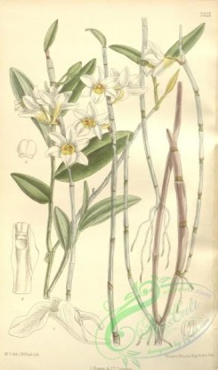 dendrobium-00267 - Dendrobium sarmentosum